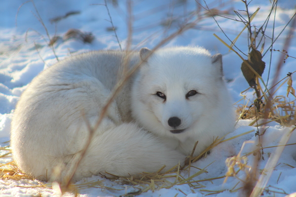 Arctic Fox in the snow